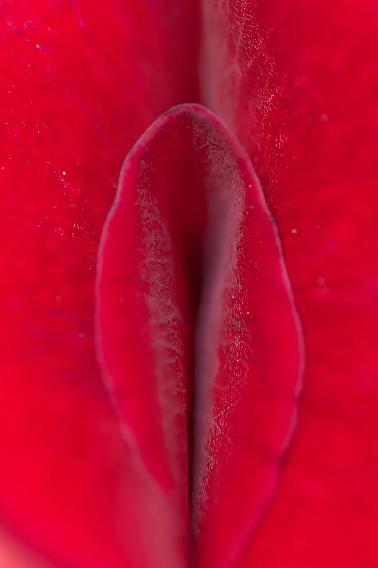 Oral sex flower